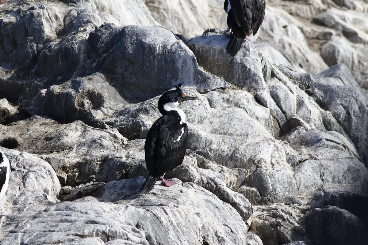 Imperial Cormorant - ML646322697