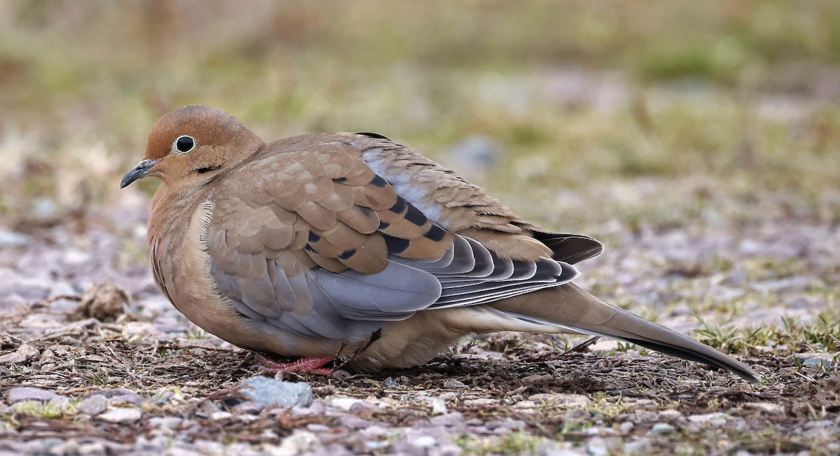 Mourning Dove - ML646322710