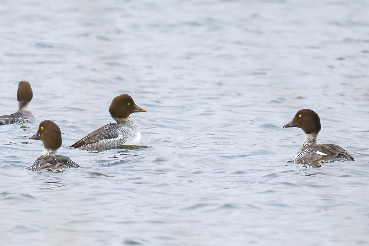 Porrón Osculado - ML646322712