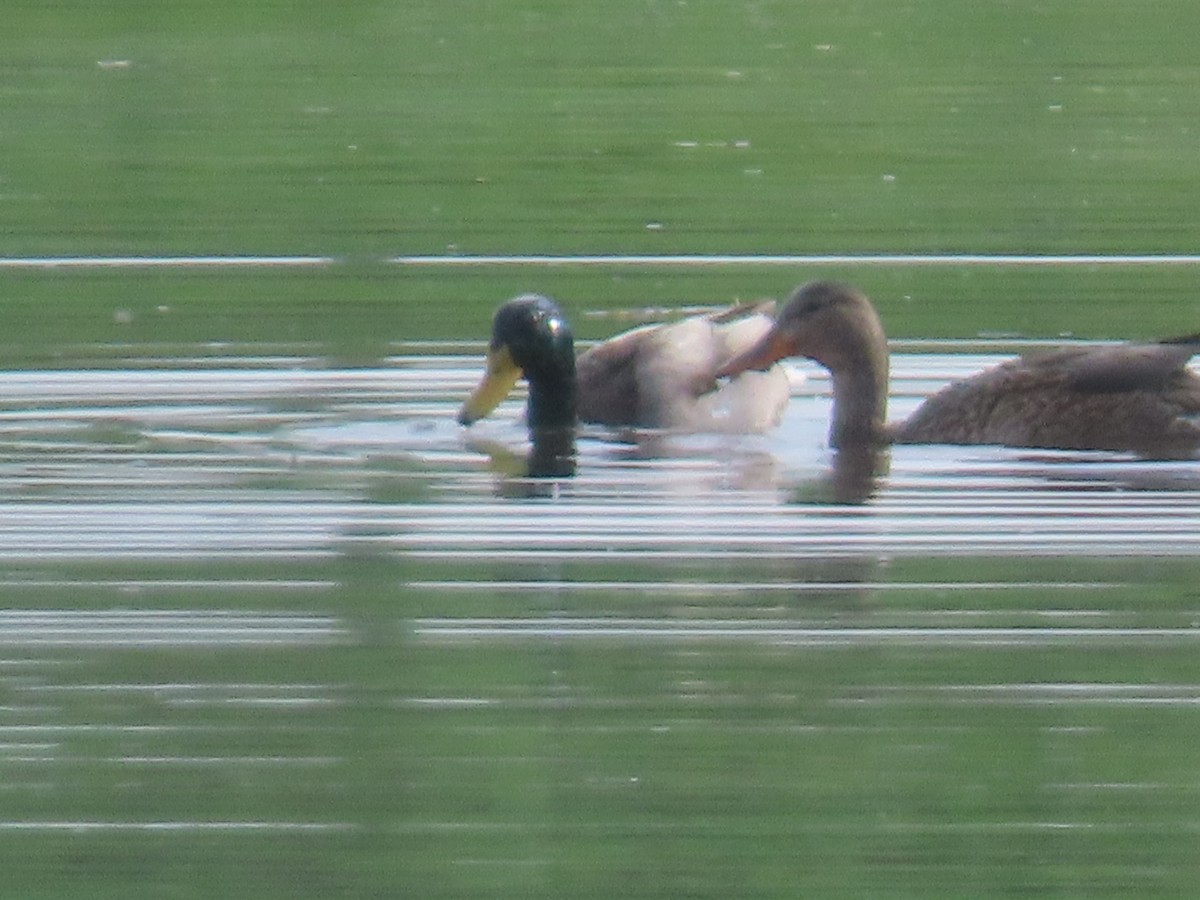 Mallard - ML646322713