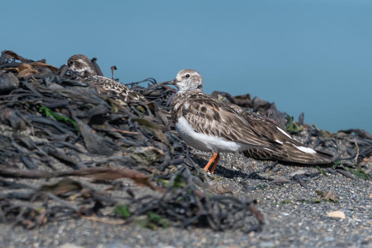 Ruddy Turnstone - ML646322725