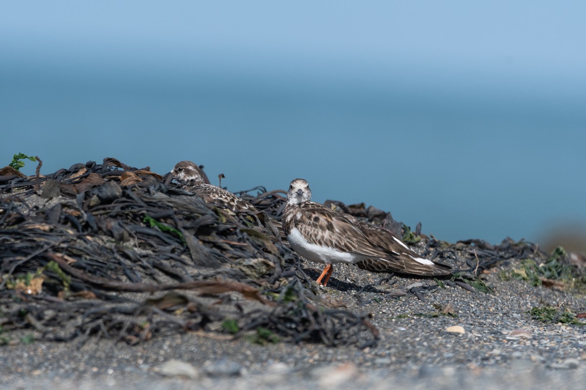 Ruddy Turnstone - ML646322728