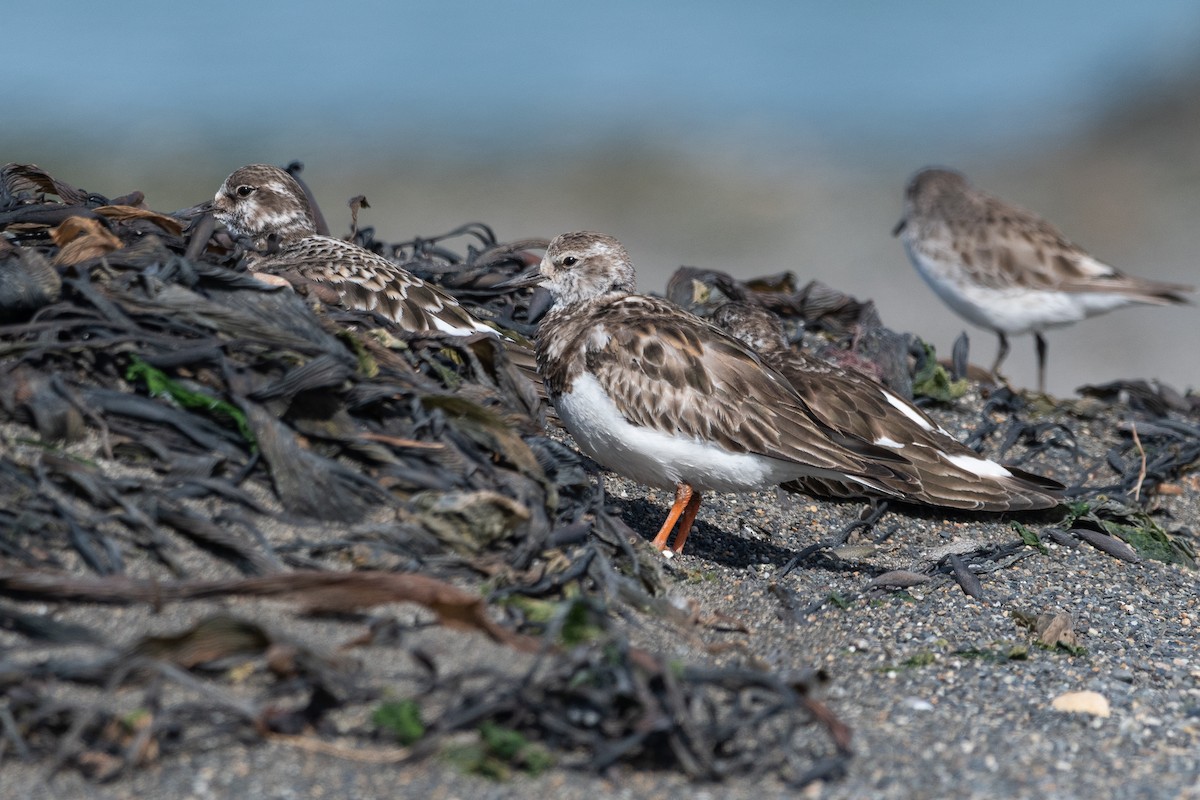 Ruddy Turnstone - ML646322729