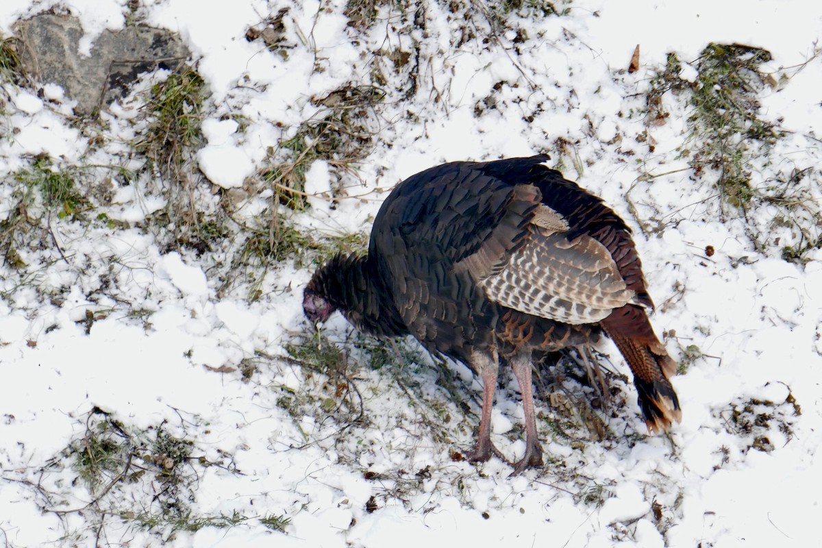 Wild Turkey - ML646322730