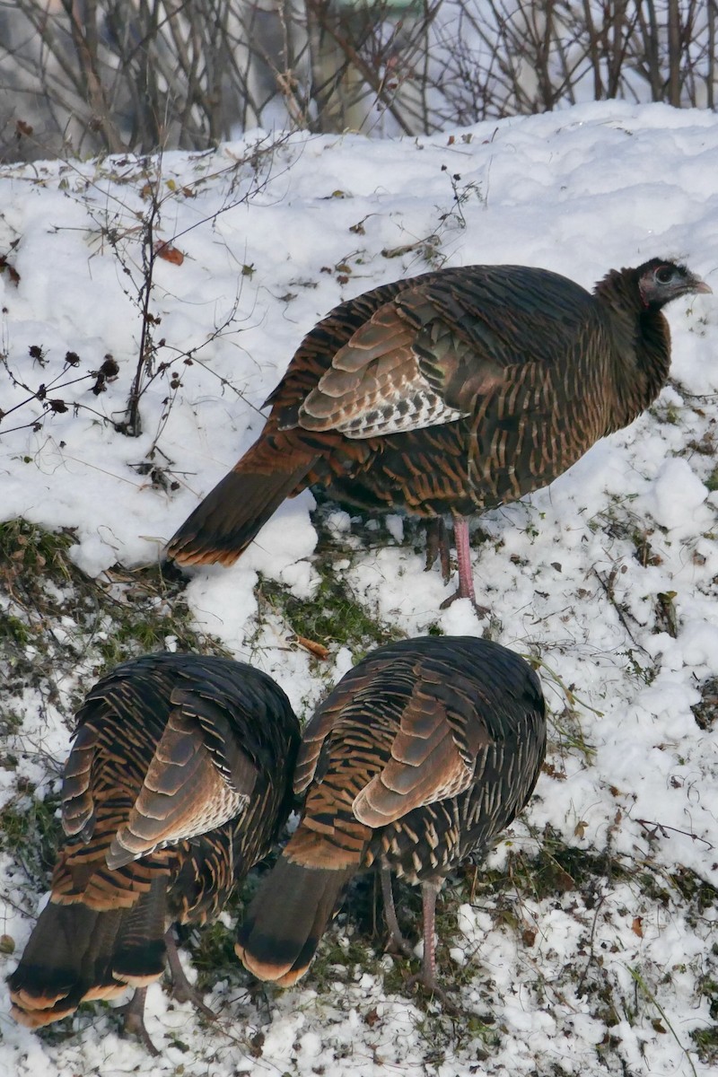 Wild Turkey - ML646322731