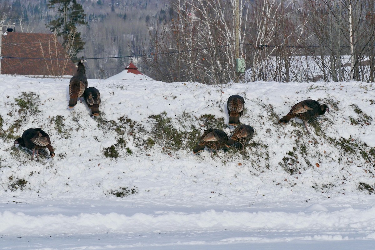 Wild Turkey - ML646322732