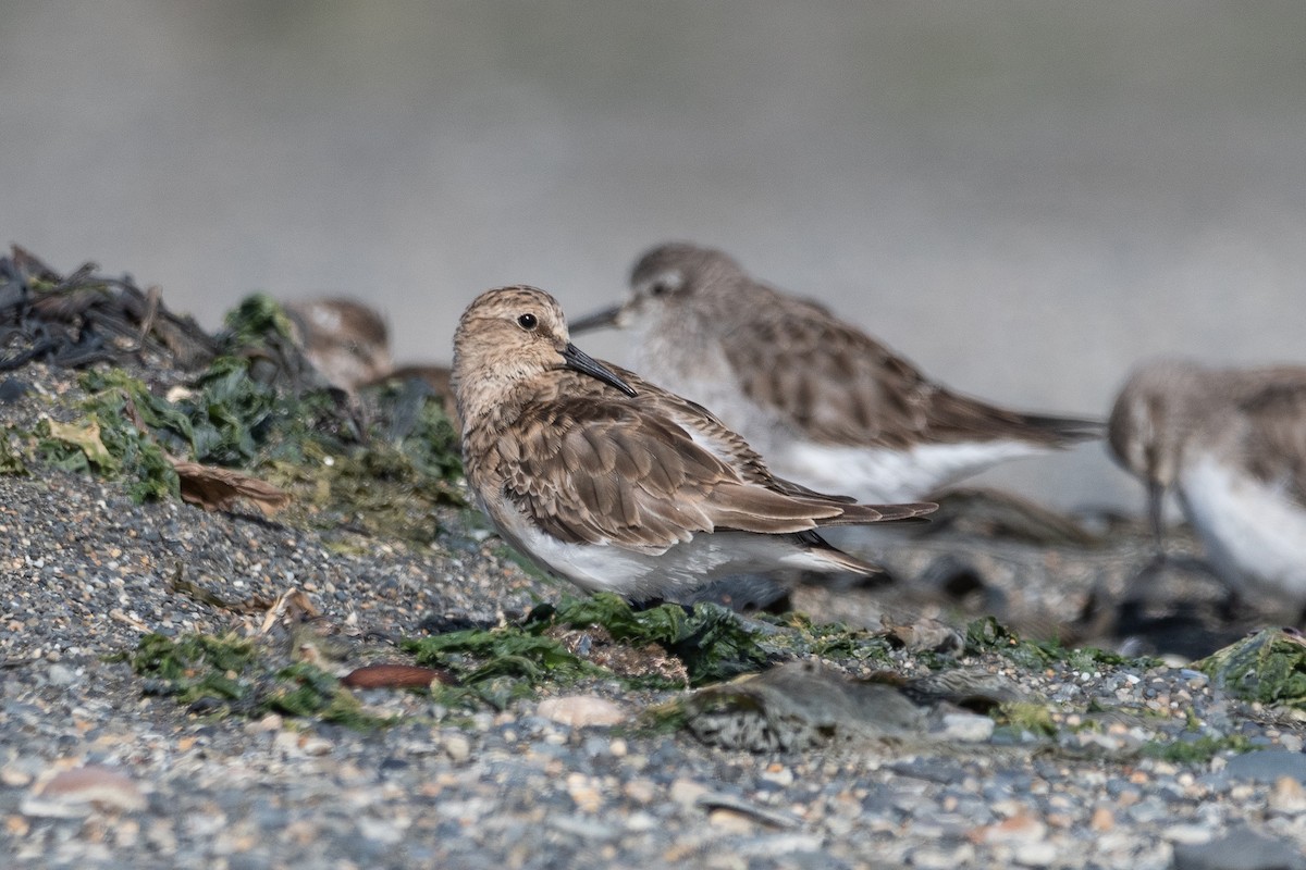 Baird's Sandpiper - ML646322733