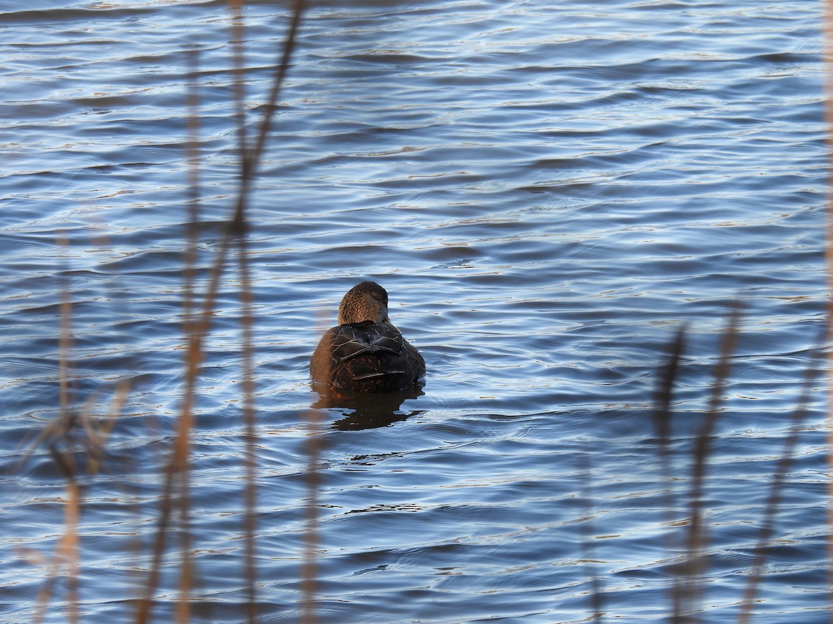 American Black Duck - ML646322738