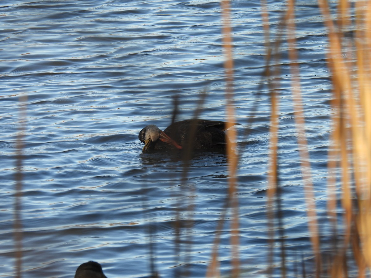 American Black Duck - ML646322739
