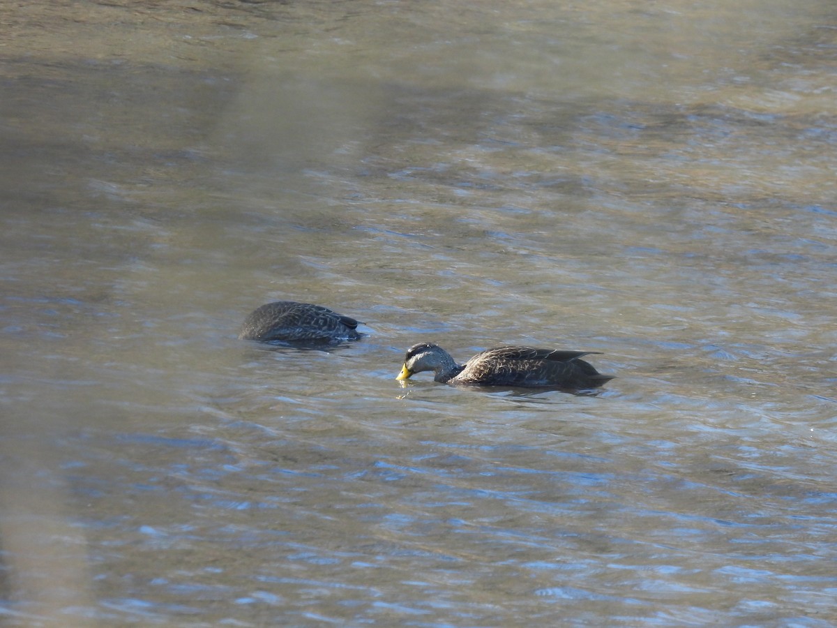 American Black Duck - ML646322740