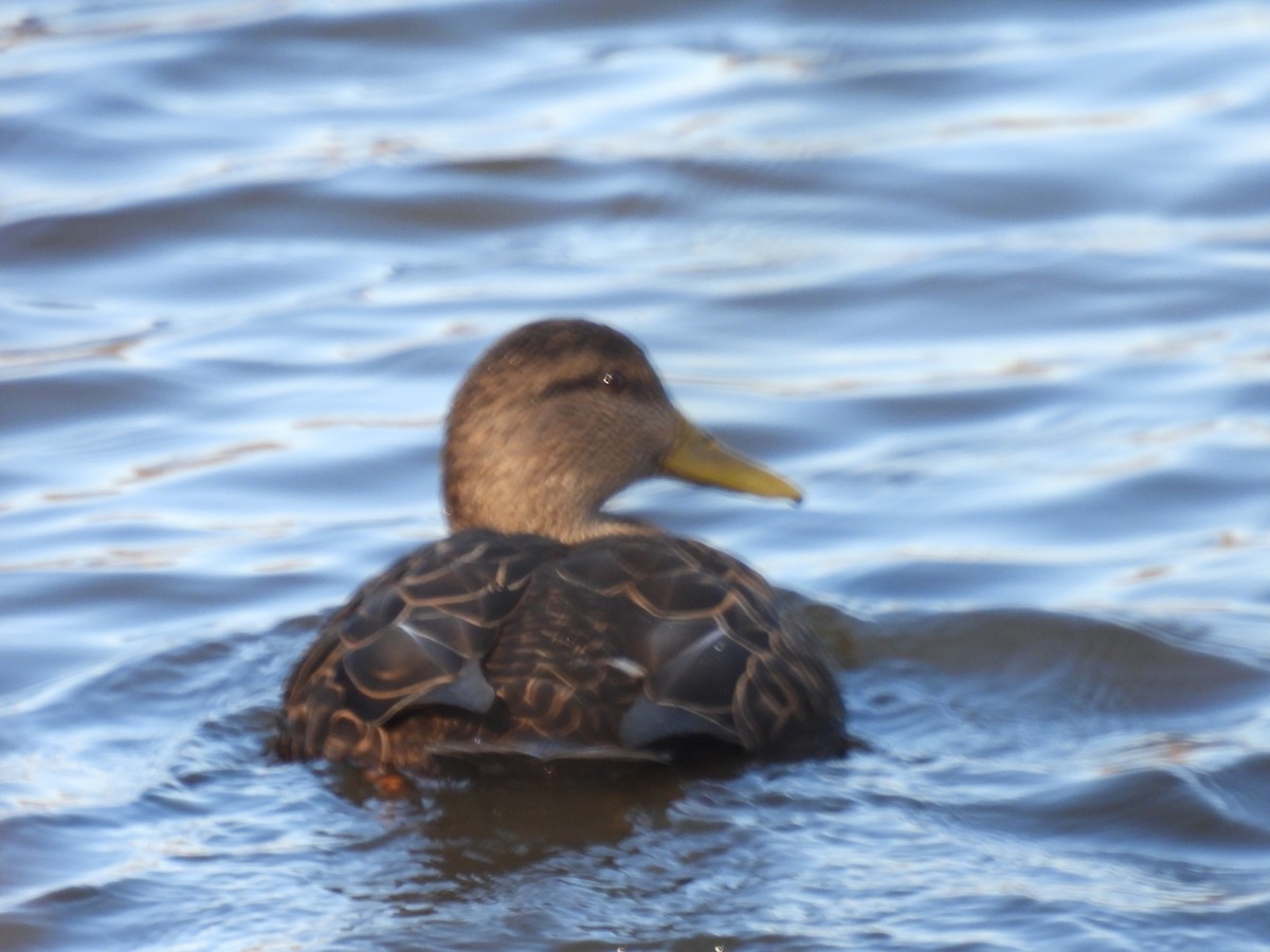 American Black Duck - ML646322741