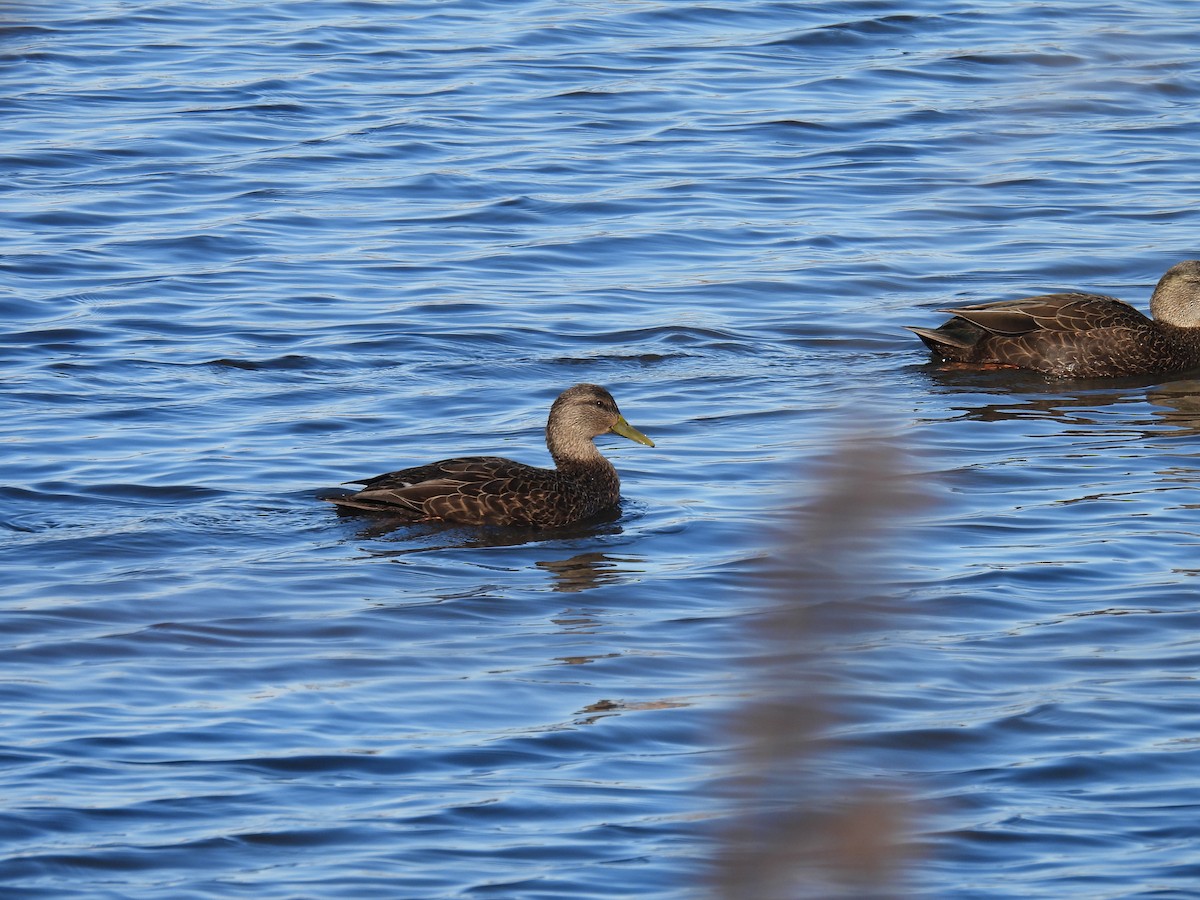 American Black Duck - ML646322742