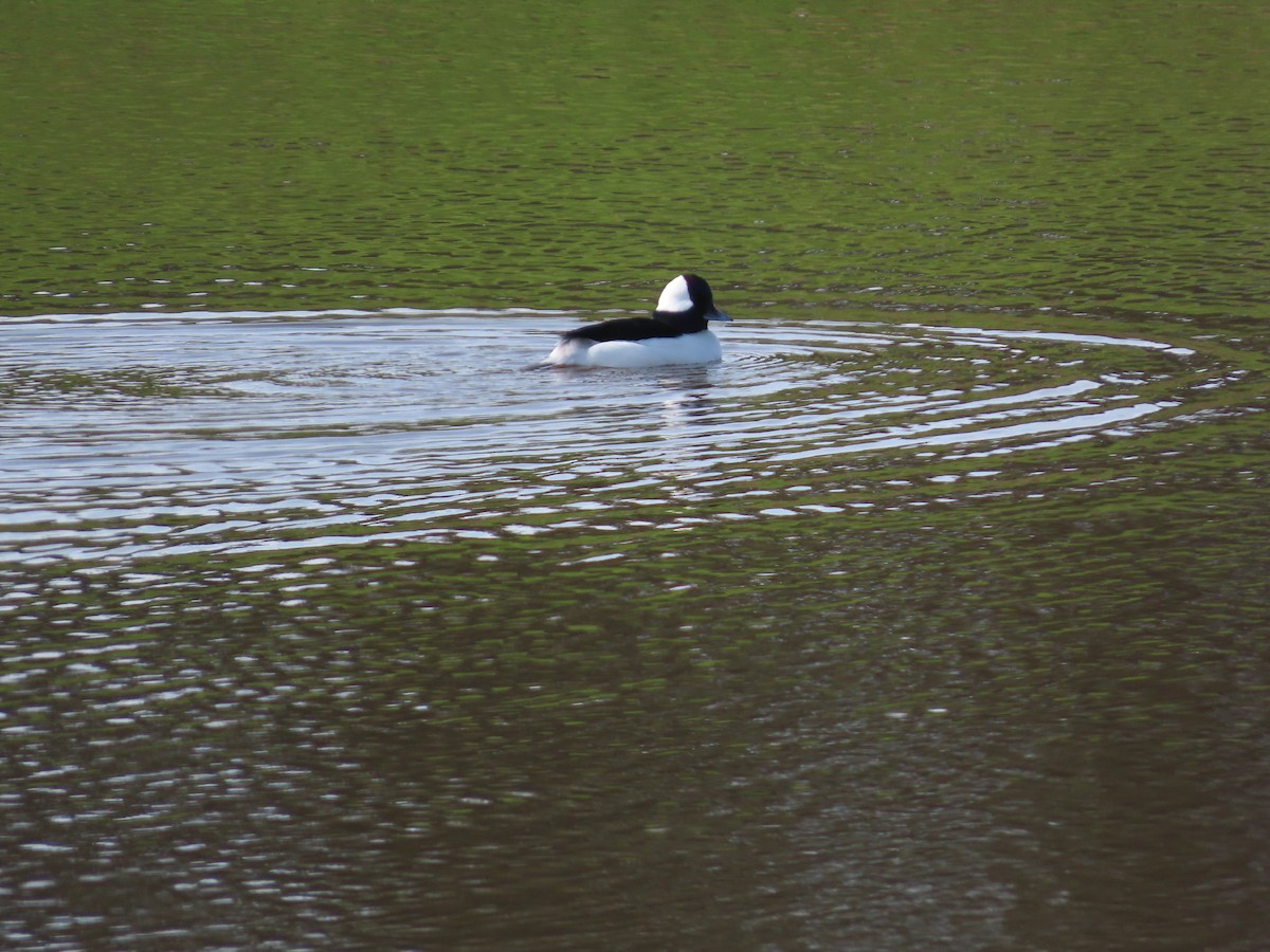 Bufflehead - ML646322744