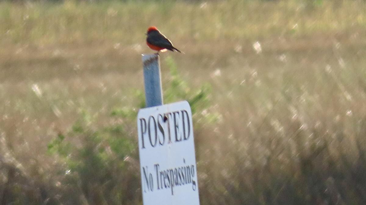 Vermilion Flycatcher - ML646322745