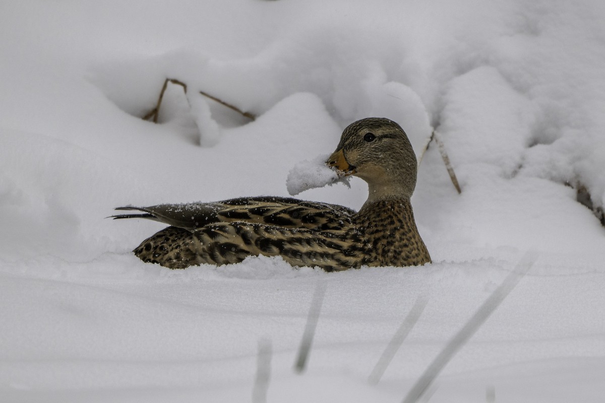 Mallard - ML646322746