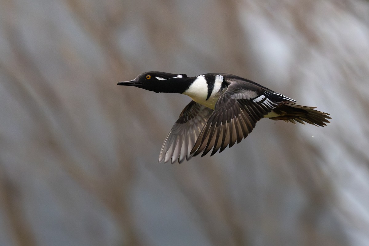 Hooded Merganser - ML646322747