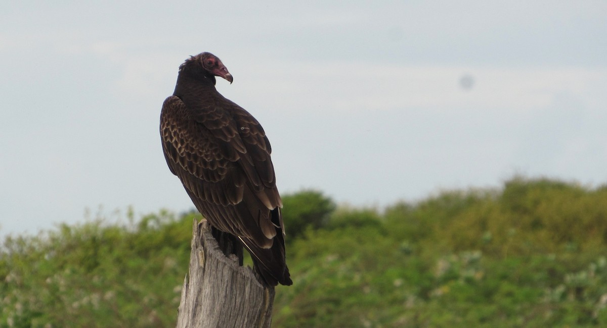 Turkey Vulture - ML646322756