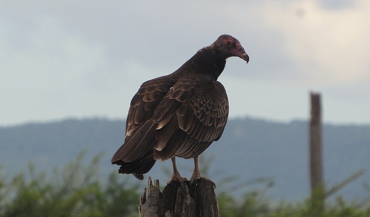 Turkey Vulture - ML646322757