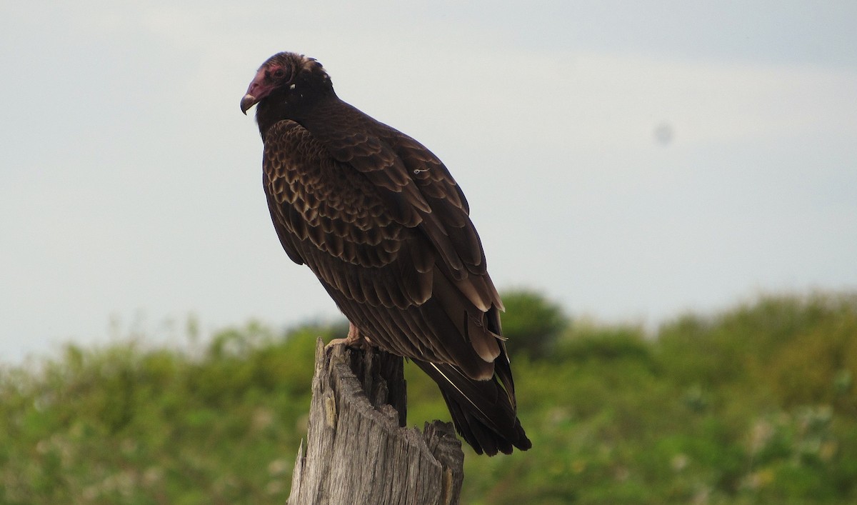 Turkey Vulture - ML646322758