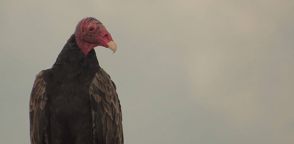 Turkey Vulture - ML646322759