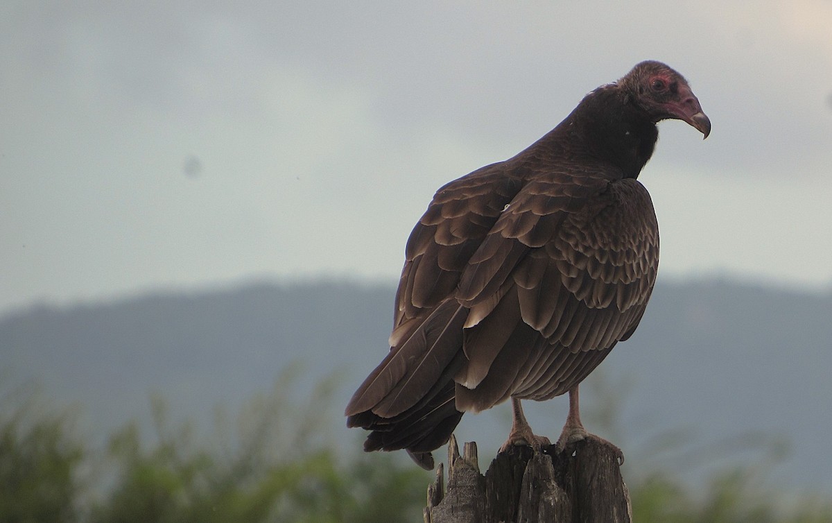 Turkey Vulture - ML646322760
