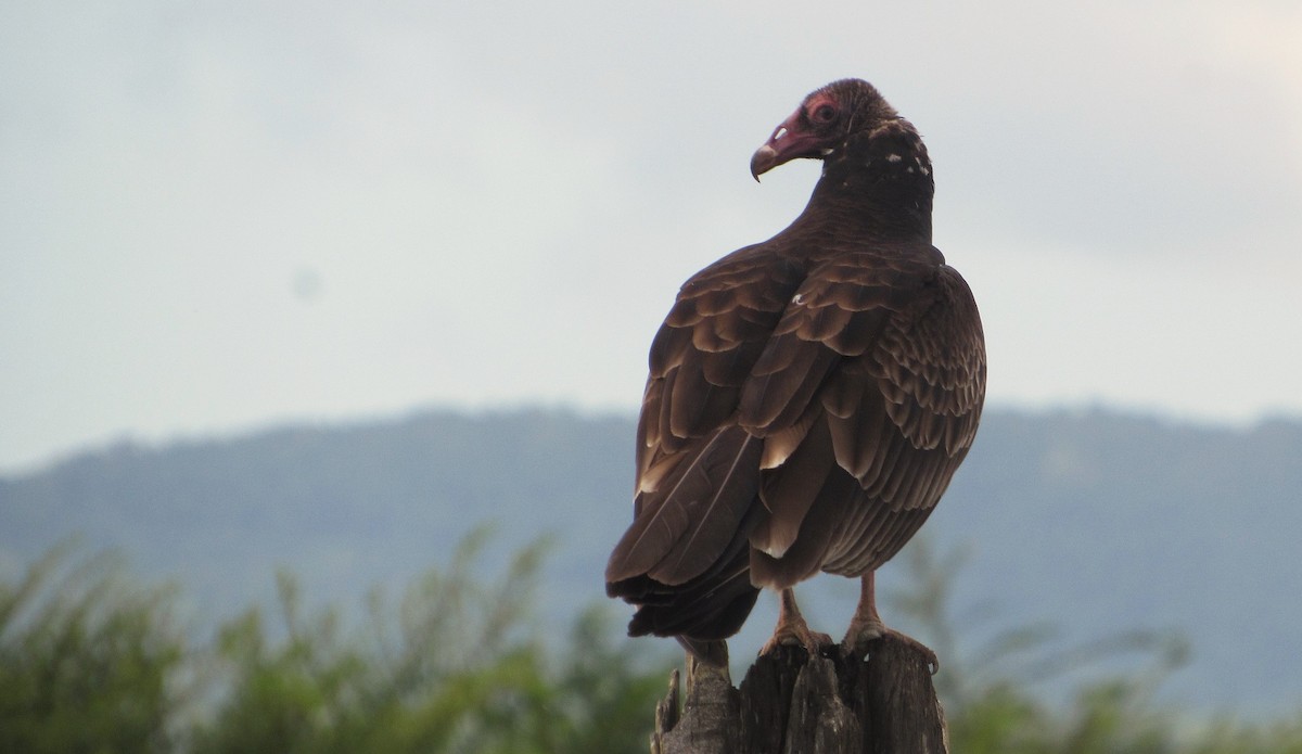 Turkey Vulture - ML646322761
