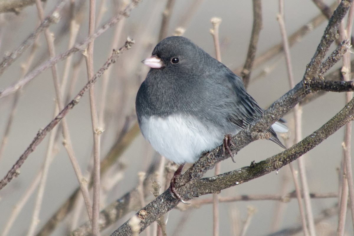Dark-eyed Junco - ML646322762