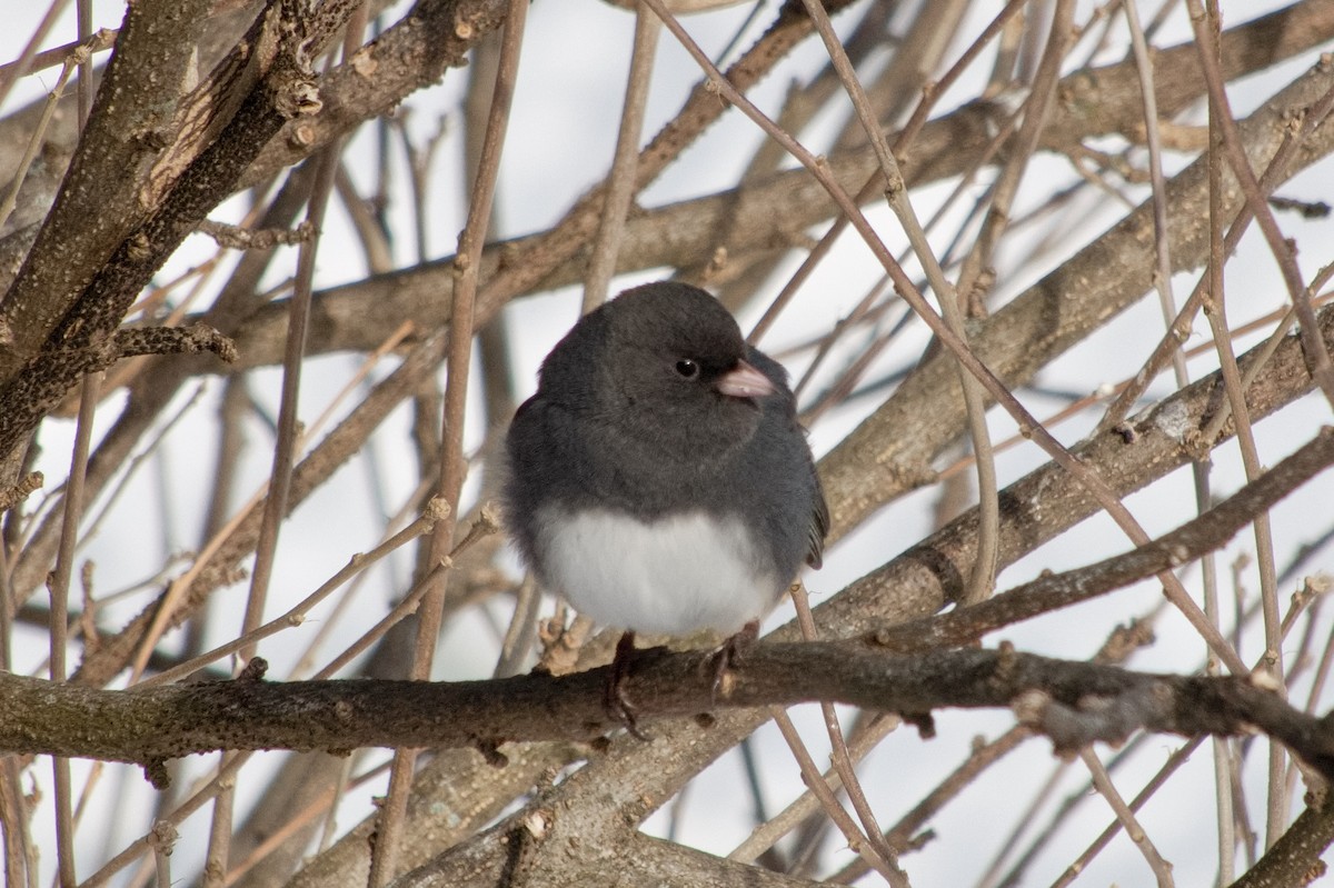 Dark-eyed Junco - ML646322764