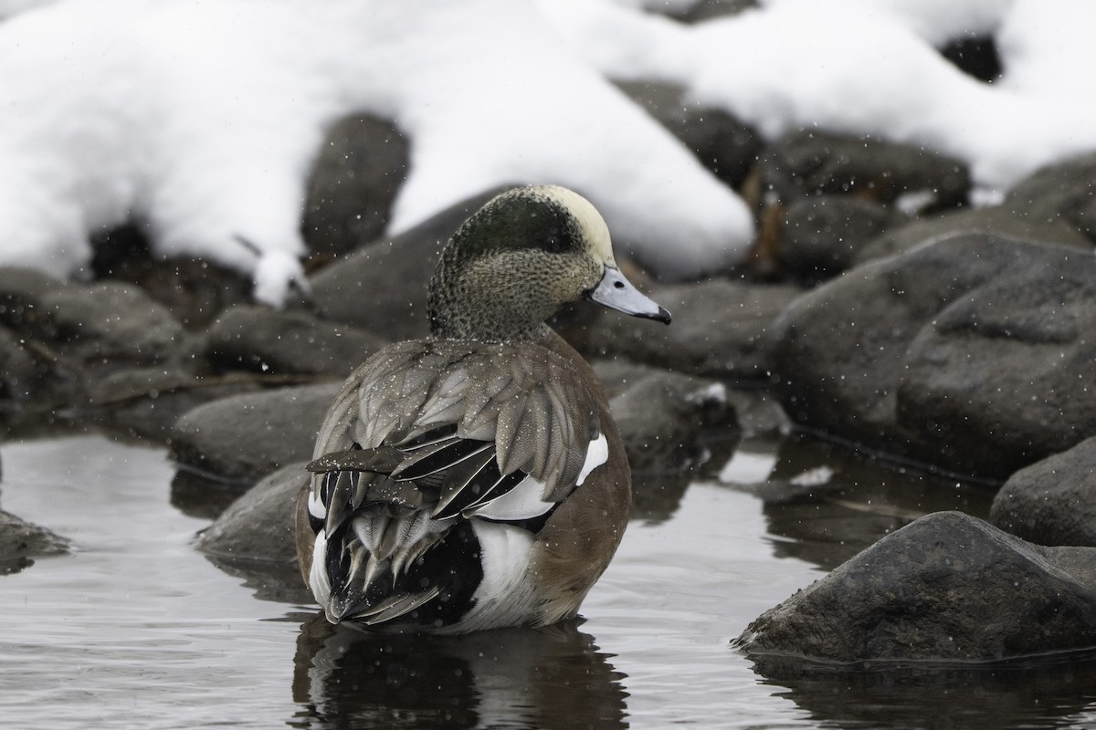 American Wigeon - ML646322765