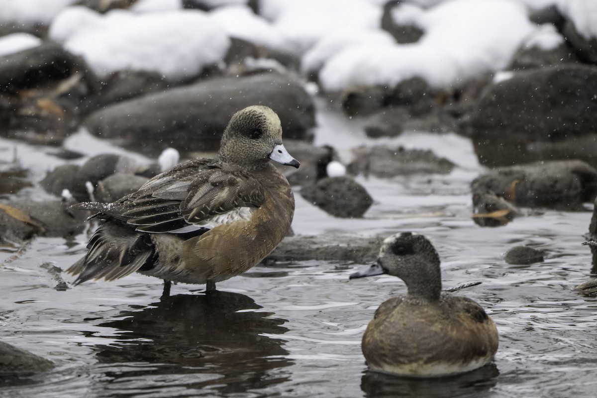 American Wigeon - ML646322766
