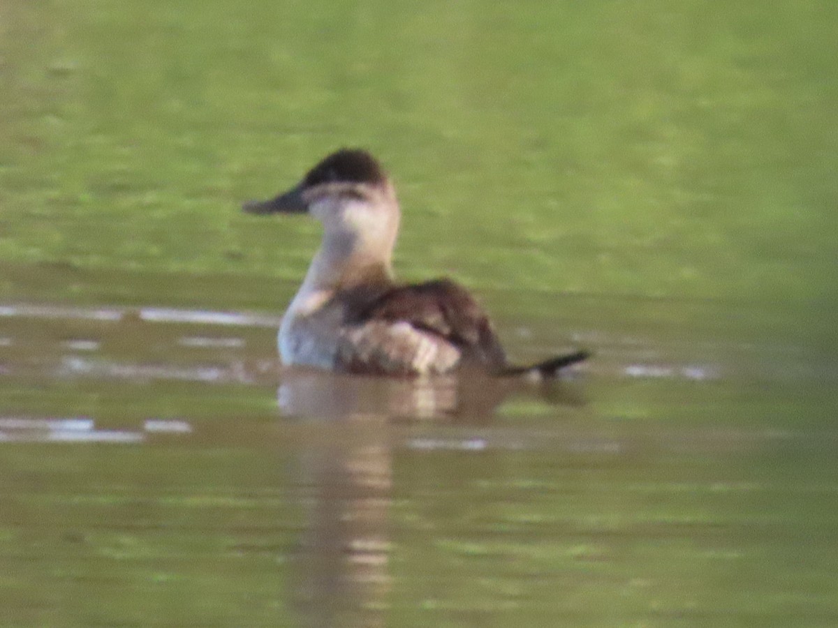 Ruddy Duck - ML646322768