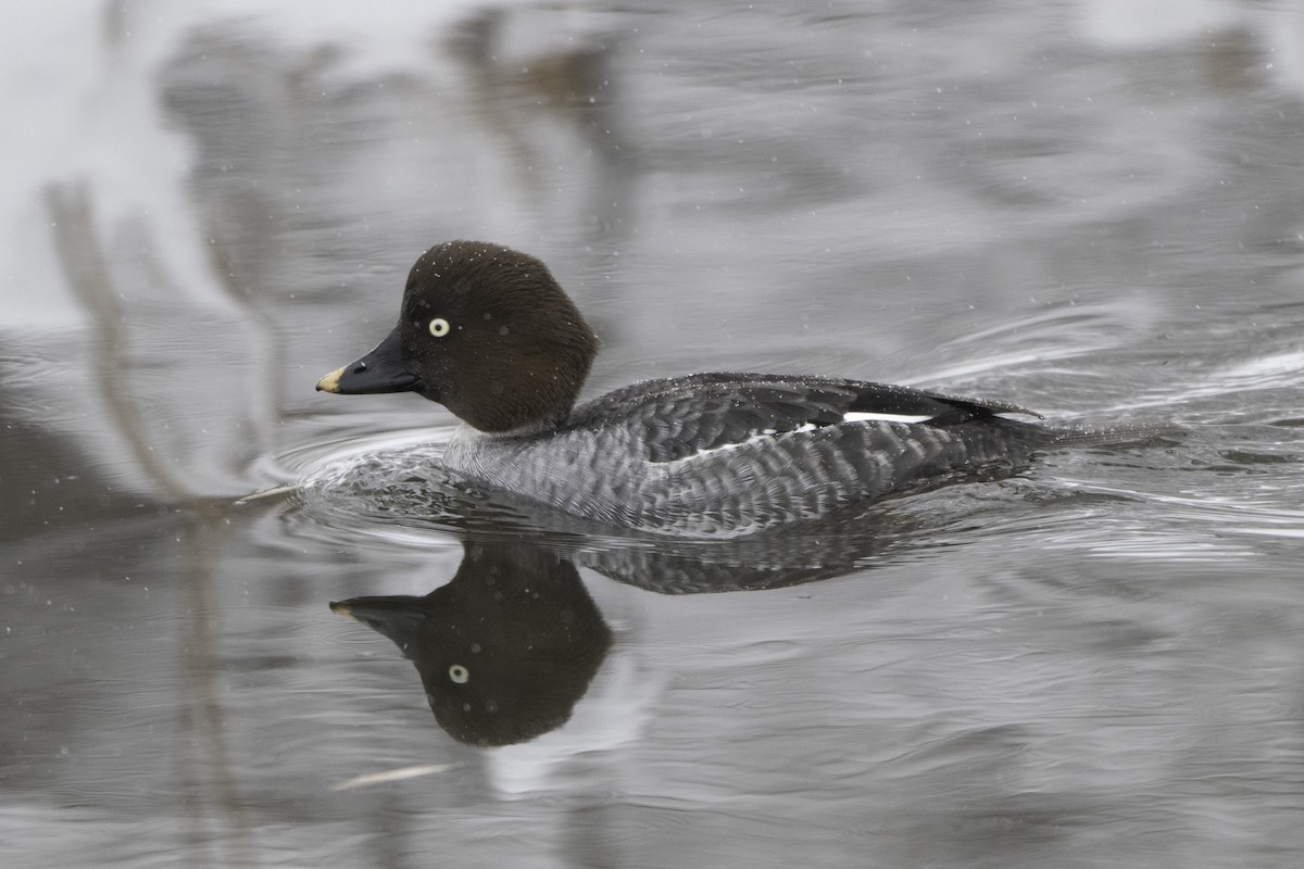 Common Goldeneye - ML646322769
