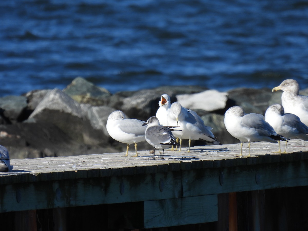 Laughing Gull - ML646322770