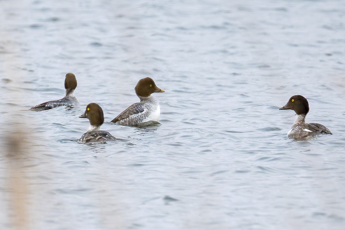 Porrón Osculado - ML646322771