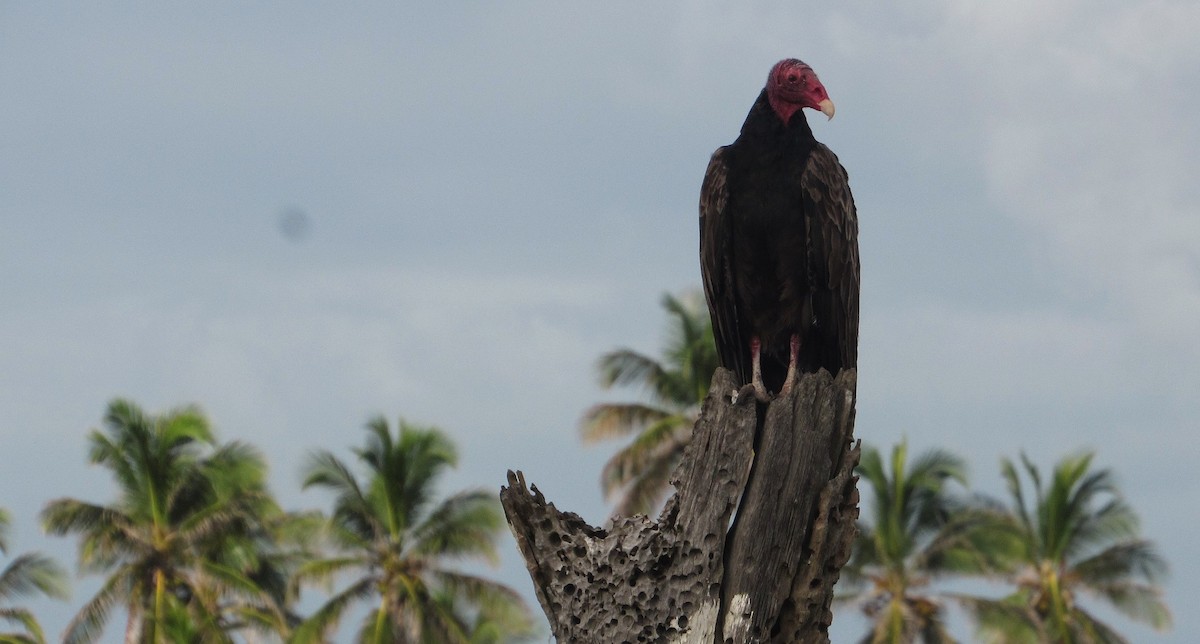 Turkey Vulture - ML646322772