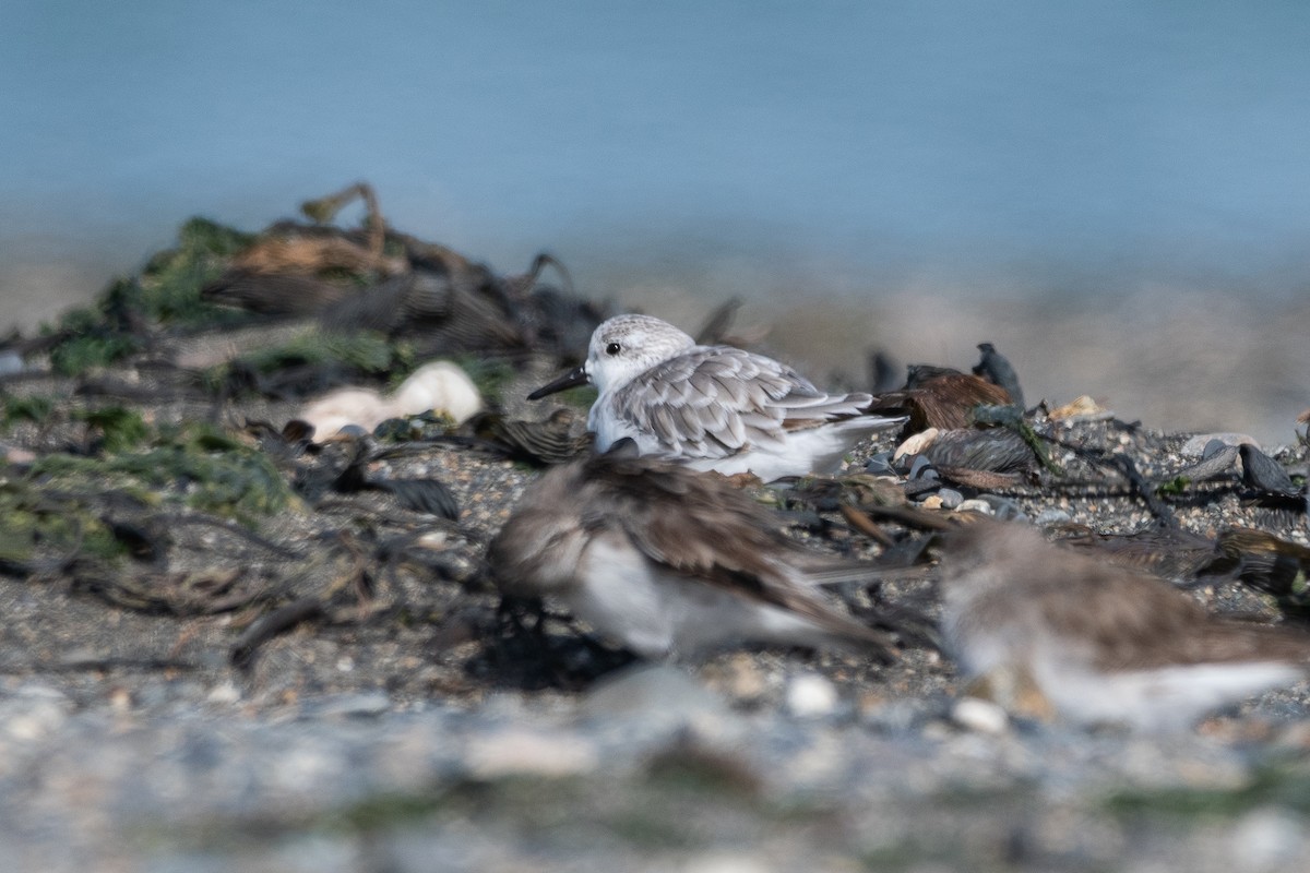 jespák písečný - ML646322774