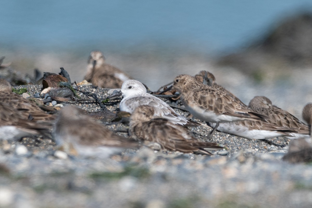 jespák písečný - ML646322776