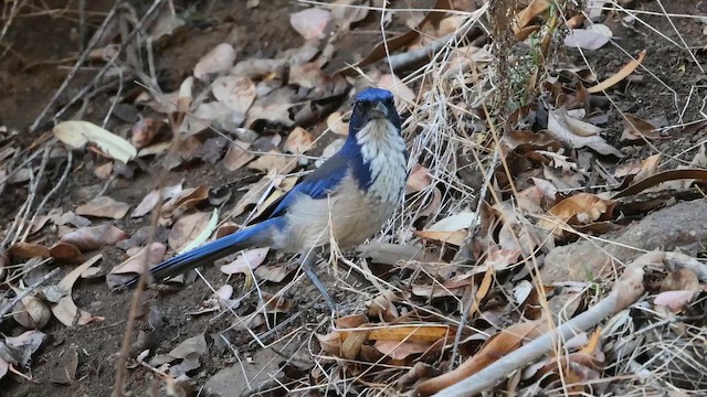 sojka ostrovní - ML646322780