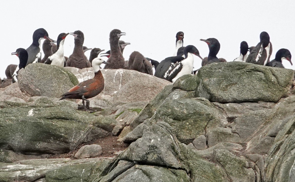 Tarro Maorí - ML646322784