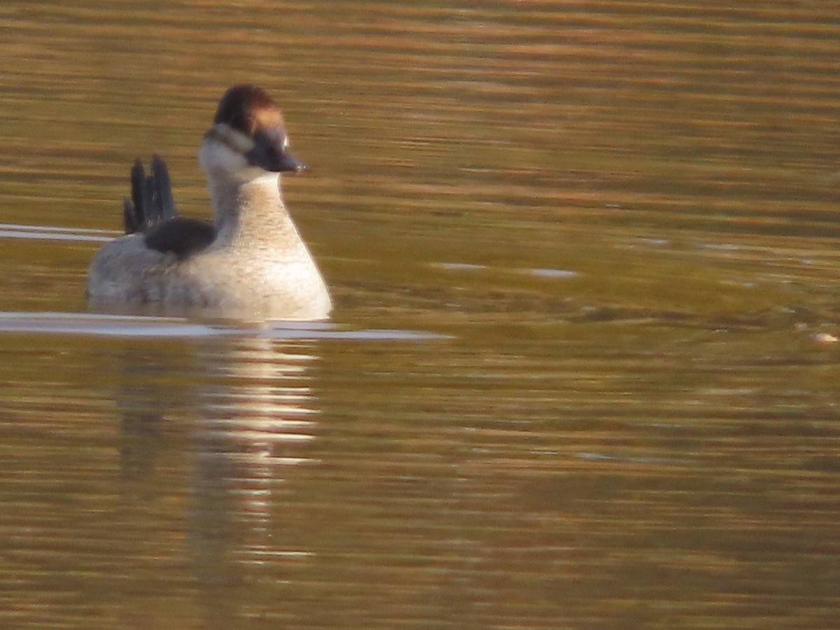 Ruddy Duck - ML646322785