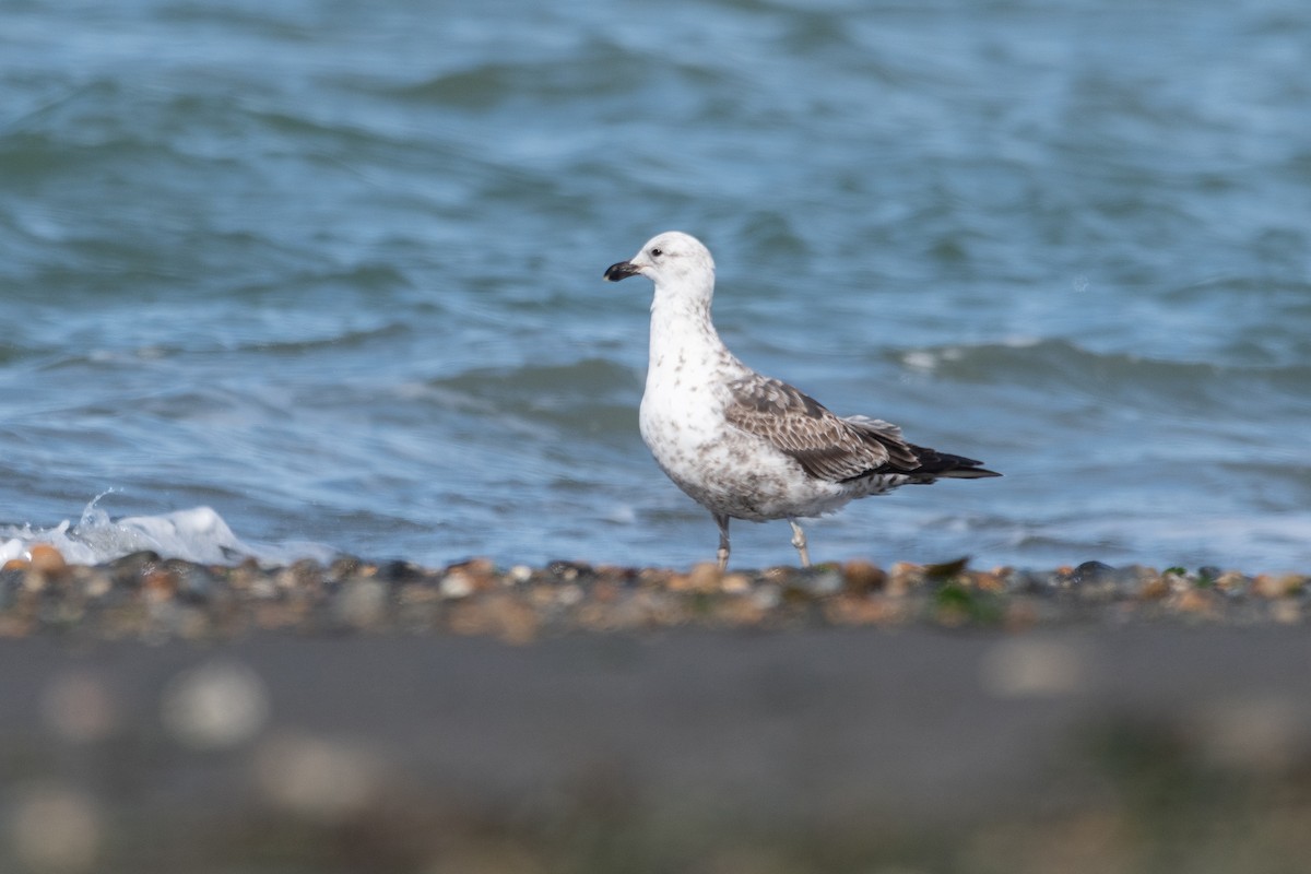 Kelp Gull - ML646322787