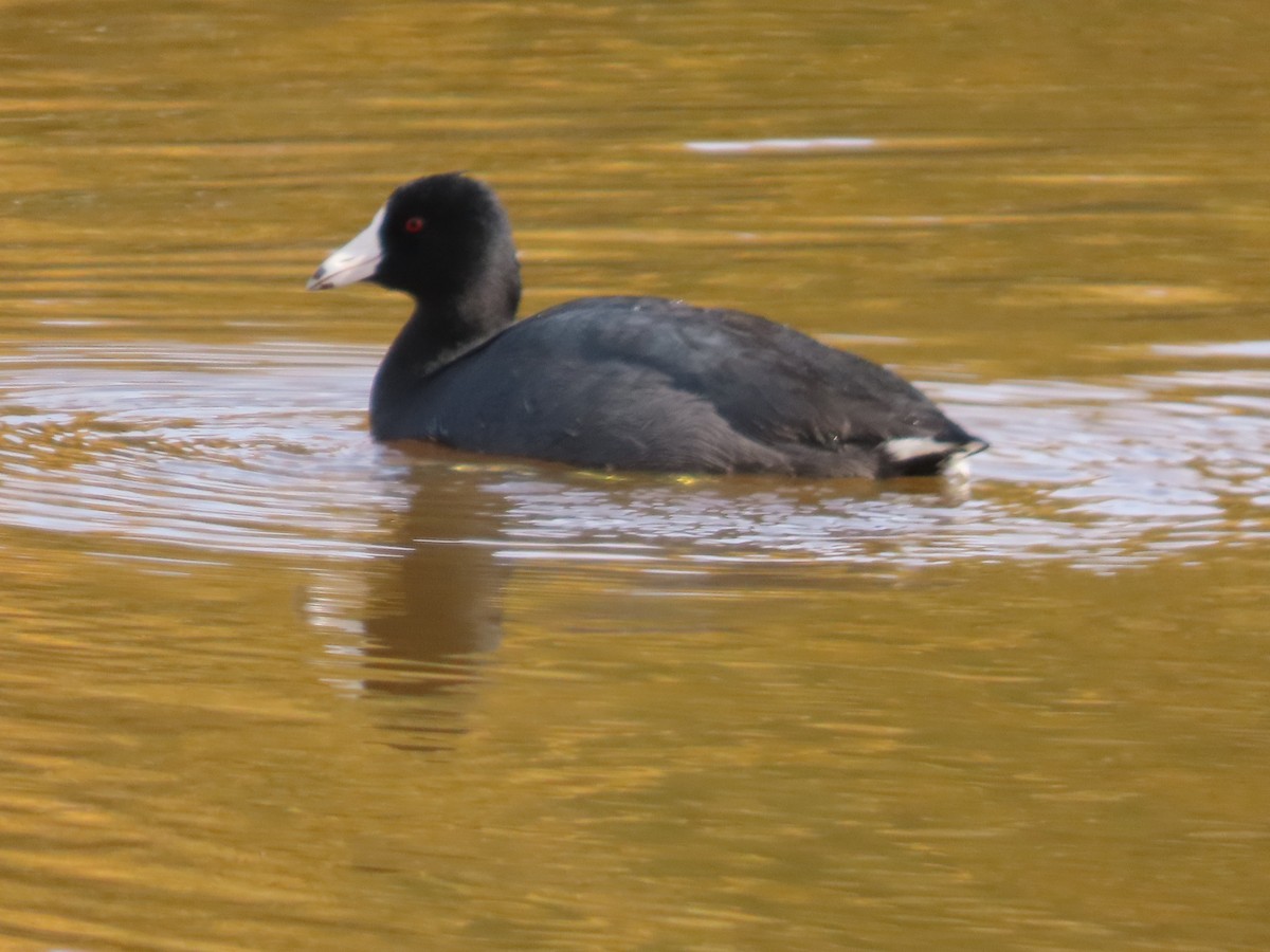 American Coot - ML646322792