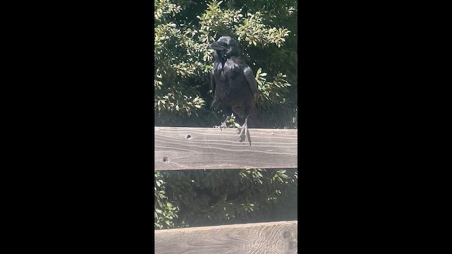 krkavec velký - ML646322793