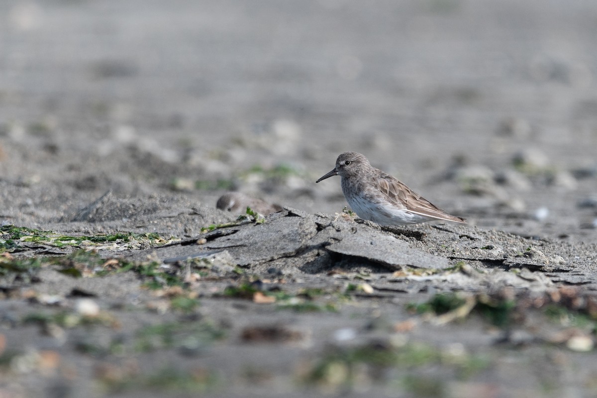 White-rumped Sandpiper - ML646322794
