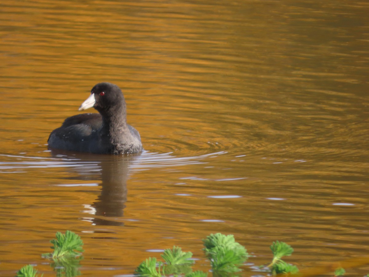 American Coot - ML646322798