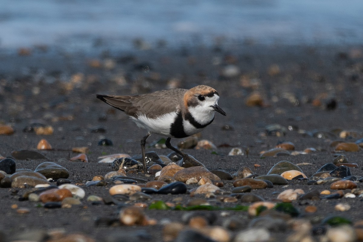 Two-banded Plover - ML646322800