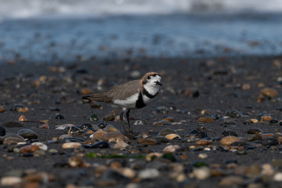 Two-banded Plover - ML646322801