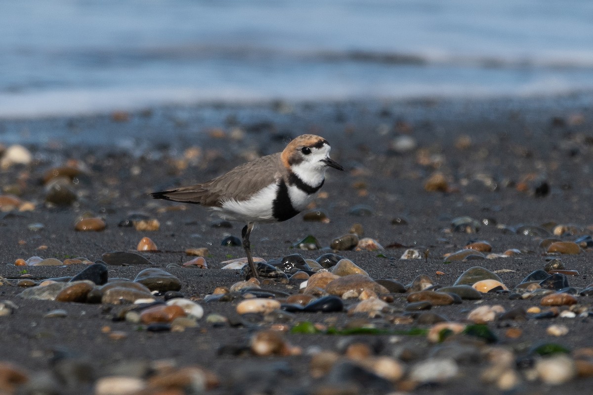 Two-banded Plover - ML646322802