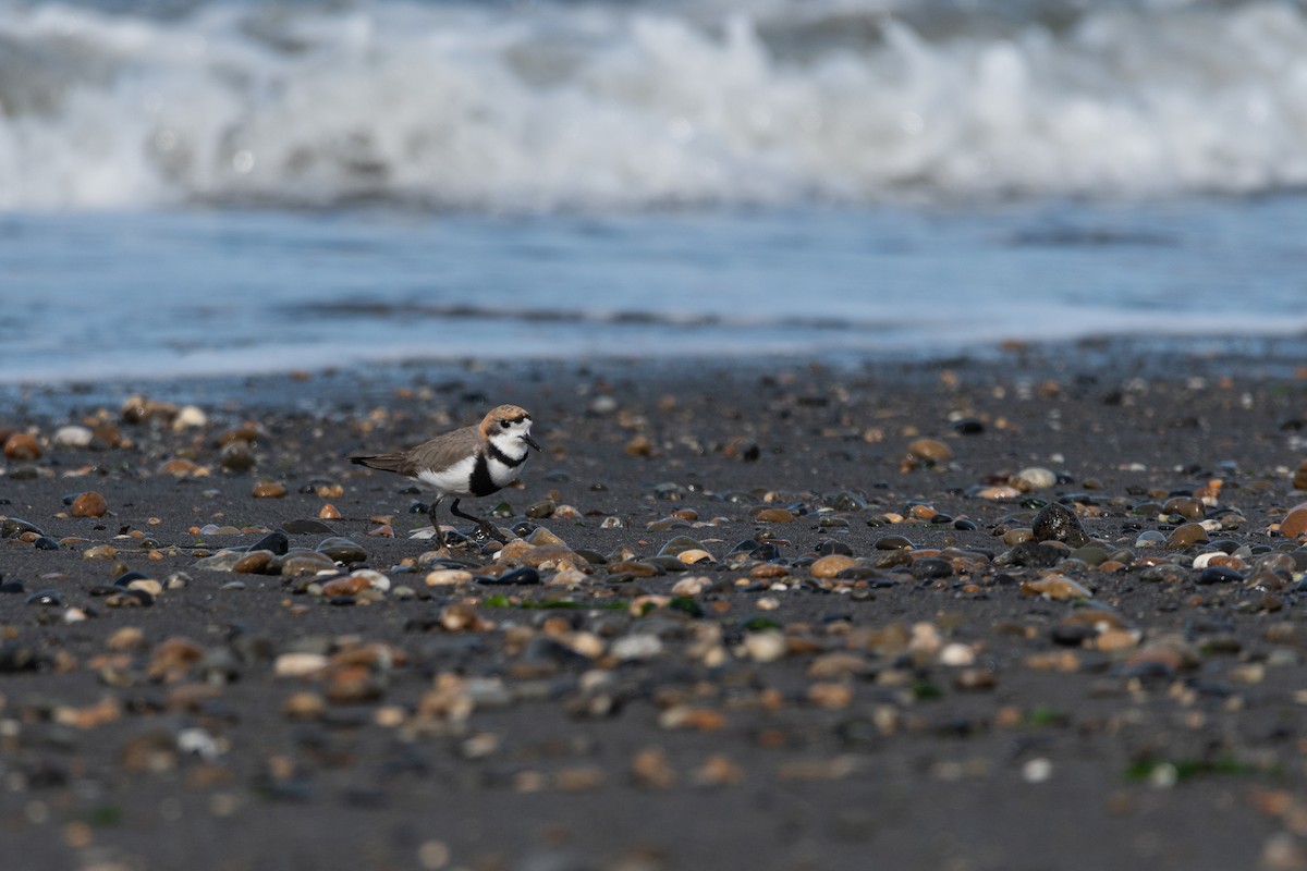 Two-banded Plover - ML646322803