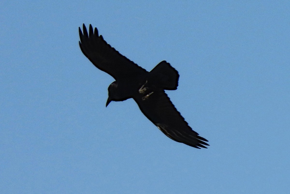 Chihuahuan Raven - ML646322804